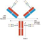 N-Glycan Composition Profiling for Quality Testing of Biotherapeutics