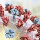 N-Glycan Analysis of Biotherapeutic Proteins