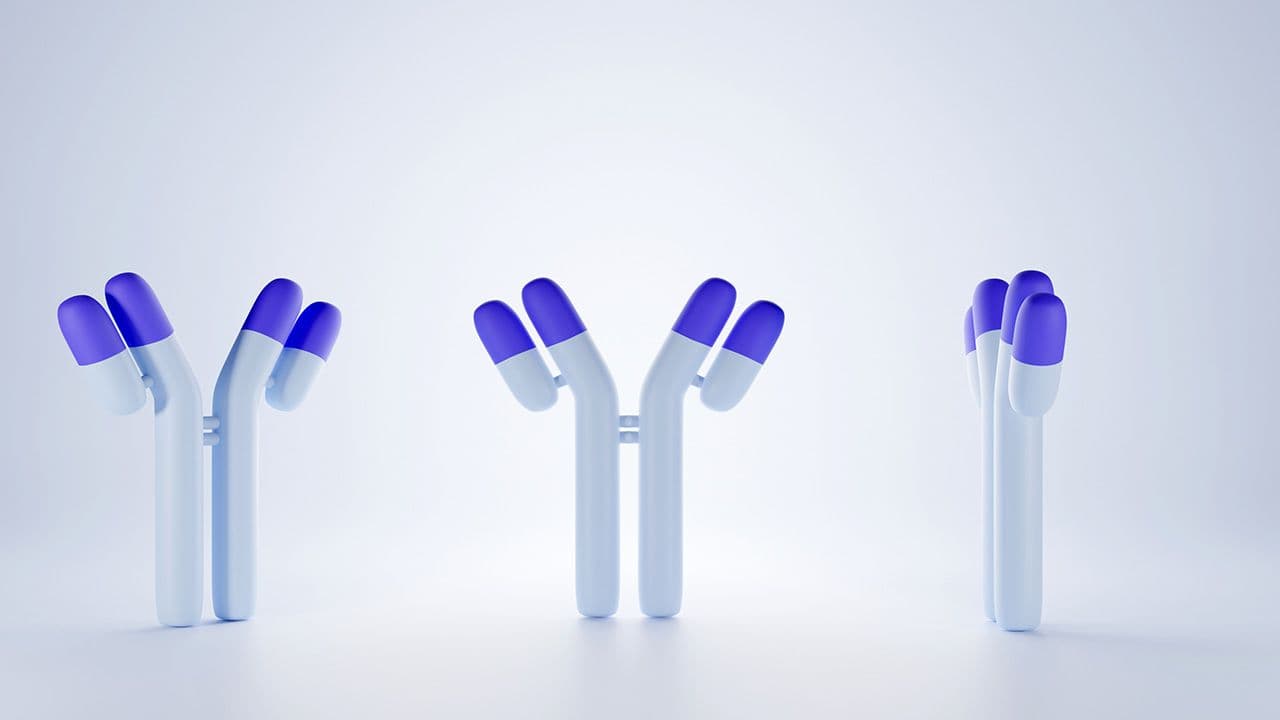 Model Y-shape of blue antibody, producing from B-cell. 3D illustration rendering with cute style. | Image Credit: © Fluke Cha - © Fluke Cha - stock.adobe.com