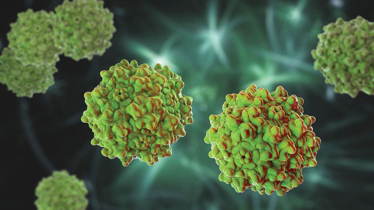 Adeno-associated viruses, 3D illustration | Image Credit: © Dr_Microbe - stock.adobe.com