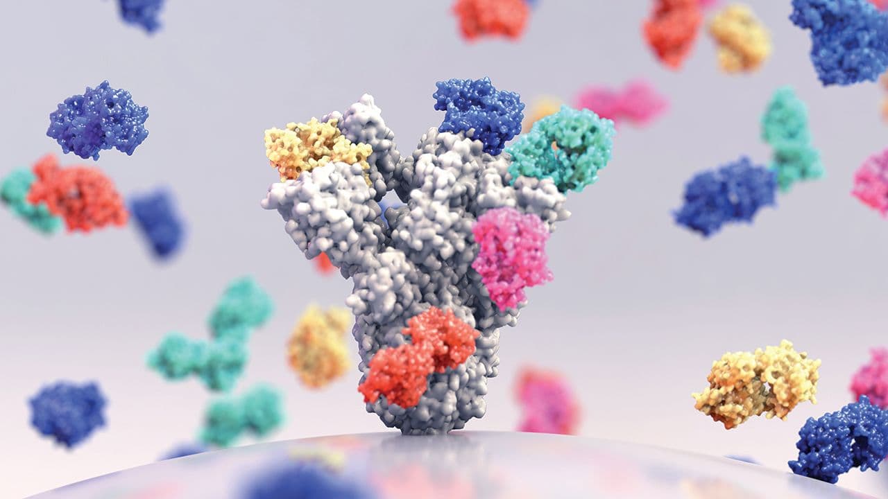 Broadly neutralizing monoclonal antibodies, binding antibodies that target multiple conserved sites on the spike (S) protein | Image Credit: © Design Cells - Stock.Adobe.com