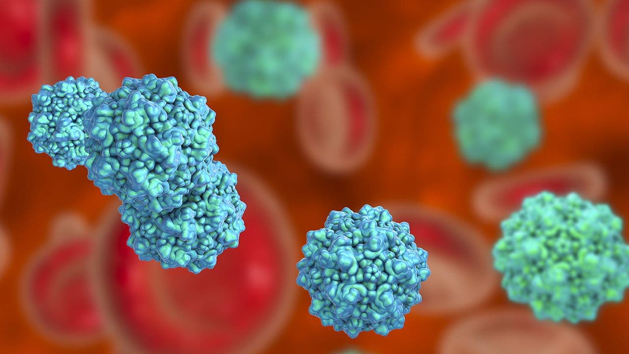 Kateryna_Kon/Stock.adobe.com – rendering of paroviruses