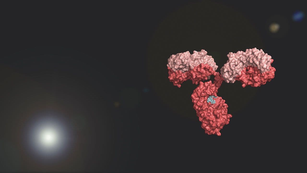 Antibody colored by heavy and light chains against black background; glycosylated immunoglobulin in pink | Image Credit: ©Eric H Cheung-Stock.Adobe.com