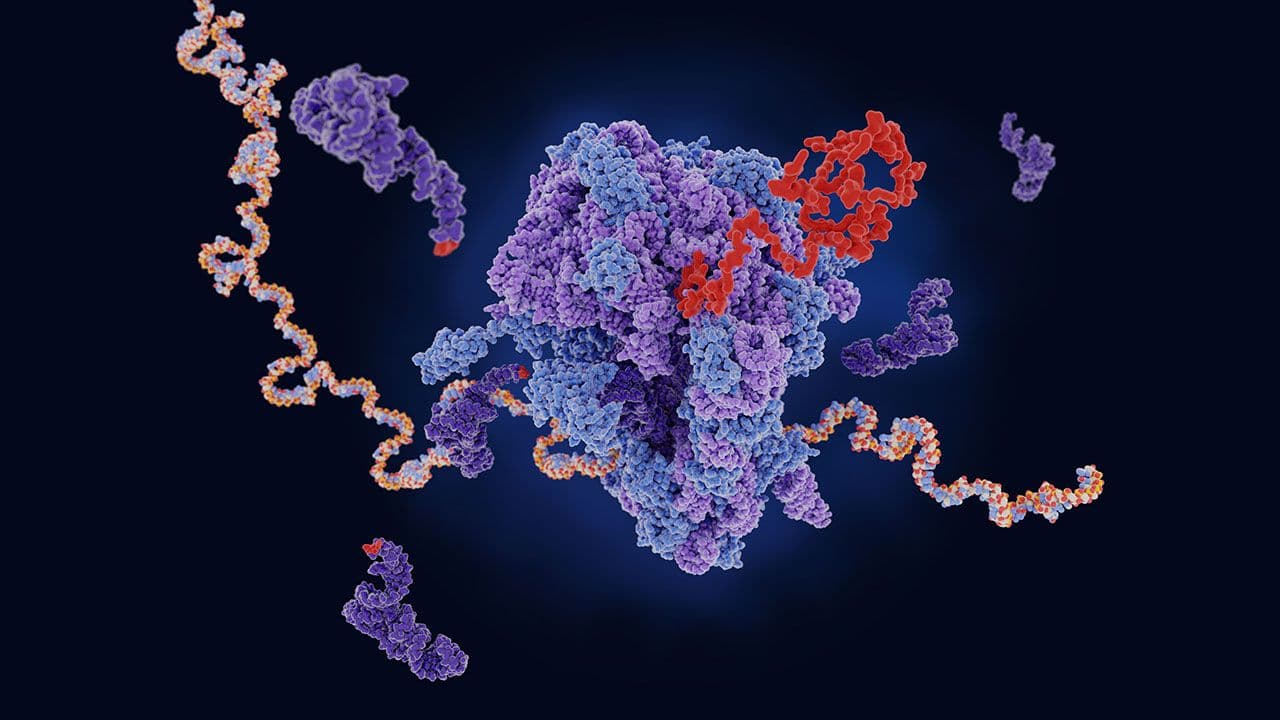 Ribosome translating mRNA into a polypeptide chain | ©Juan Gärtner - Stock.adobe.com