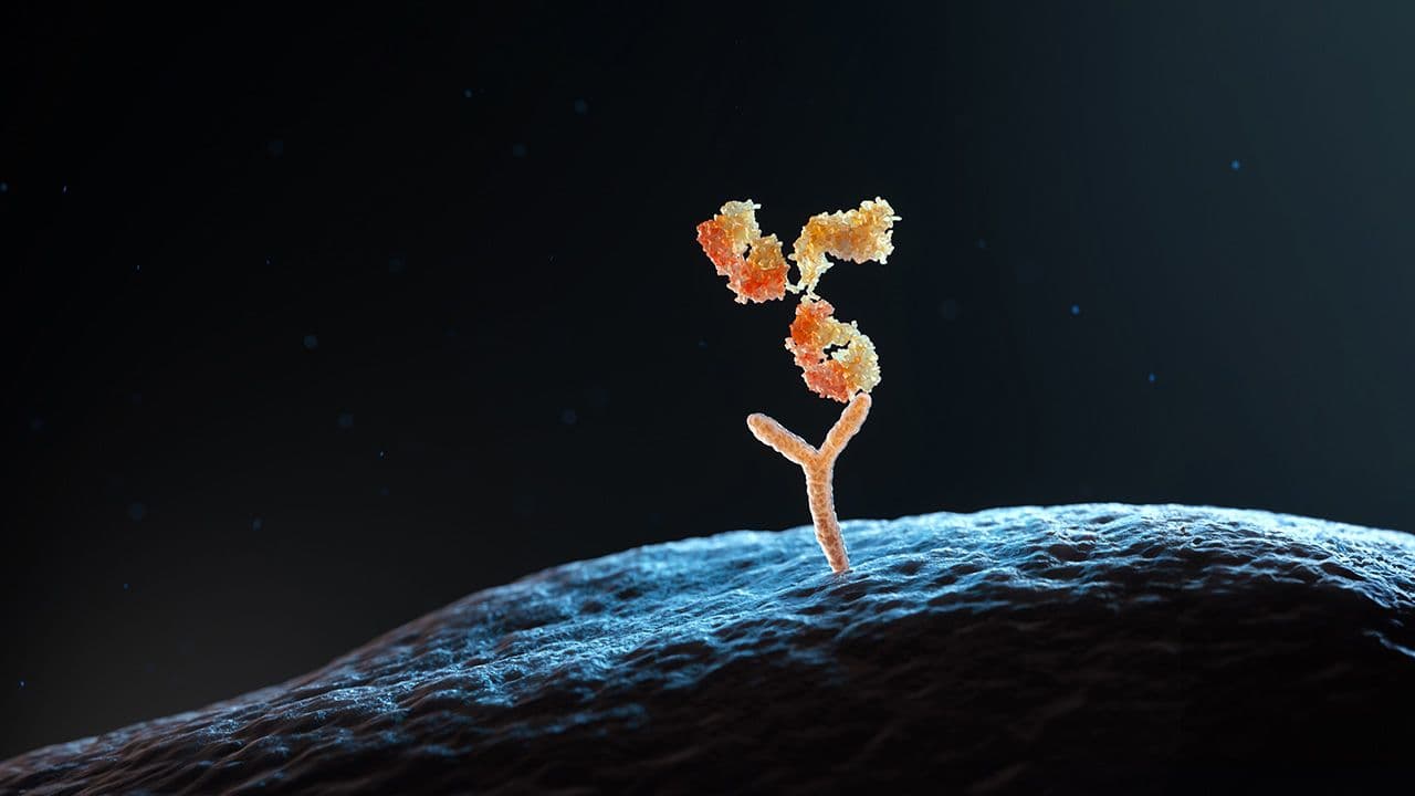 Antibody binding to human cell receptors | Image Credit: © Tatiana Shepeleva - © Tatiana Shepeleva – stock.adobe.com